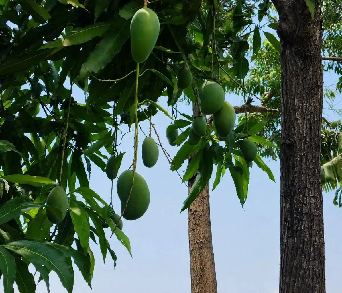 mangos